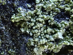 Hyperphyscia adglutinata