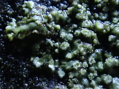 Hyperphyscia adglutinata