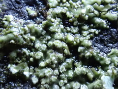 Hyperphyscia adglutinata