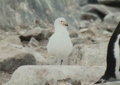 Chionis albus