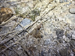 Paravaejovis confusus