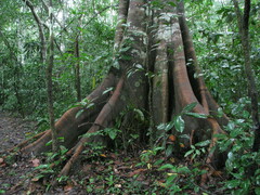 Ficus insipida