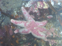 Leptasterias hexactis