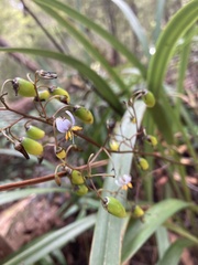 Dianella tasmanica