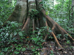 Ficus insipida