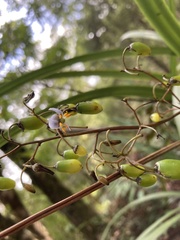 Dianella tasmanica