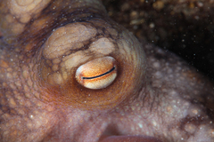Macroctopus maorum