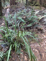 Dianella tasmanica