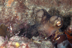 Macroctopus maorum