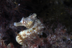 Hippocampus breviceps
