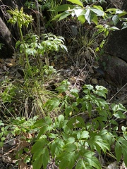 Tacca leontopetaloides