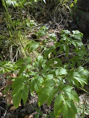Tacca leontopetaloides