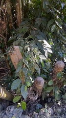 Ficus irisana