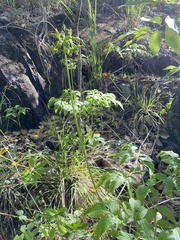 Tacca leontopetaloides