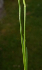 Sisyrinchium micranthum