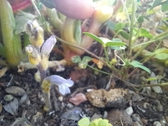 Phelipanche nana