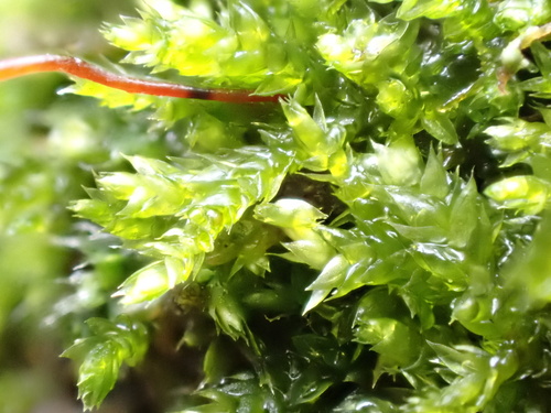 Rhynchostegium confertum