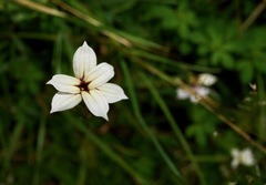 Sisyrinchium micranthum