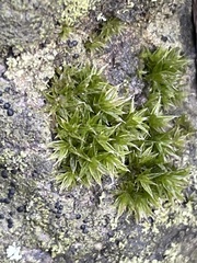 Orthotrichum diaphanum