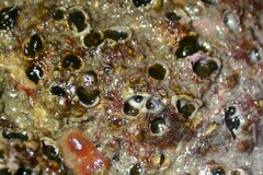 Dodecaceria fewkesi