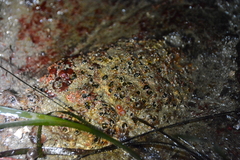 Dodecaceria fewkesi