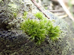 Orthotrichum diaphanum