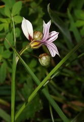 Sisyrinchium micranthum