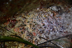 Dodecaceria fewkesi