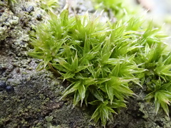 Orthotrichum diaphanum