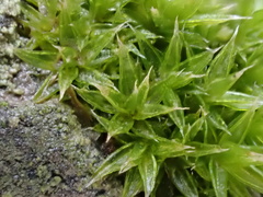 Orthotrichum diaphanum