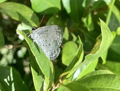 Eirmocides absimilis