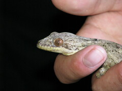 Thecadactylus solimoensis