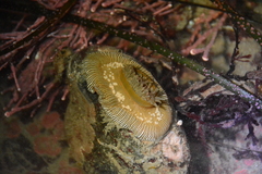 Epiactis lisbethae