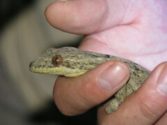 Thecadactylus solimoensis