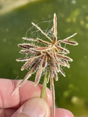 Cyperus dioicus