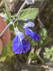 Salvia similis