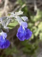 Salvia similis