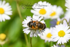 Eristalis similis
