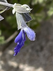 Salvia similis