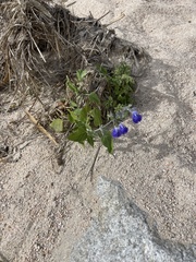 Salvia similis