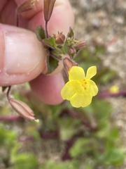 Erythranthe lagunensis