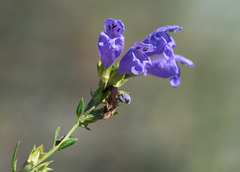 Dracocephalum peregrinum