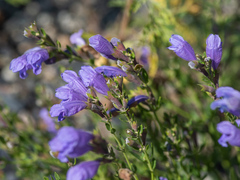 Dracocephalum peregrinum