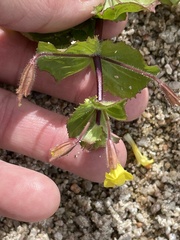 Erythranthe lagunensis