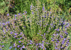 Dracocephalum peregrinum