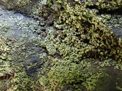 Hyperphyscia adglutinata