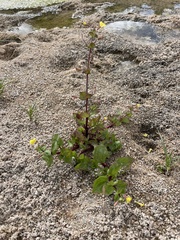 Erythranthe lagunensis