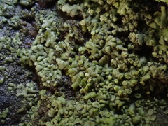 Hyperphyscia adglutinata