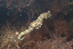 Hippocampus breviceps