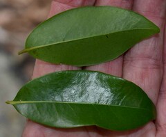 Huberantha nitidissima